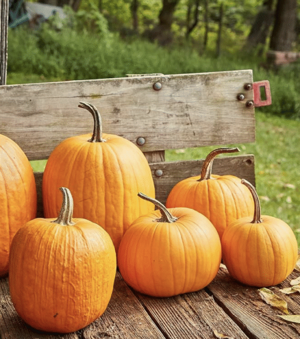 semillas de calabaza ‘Connecticut’ - Image 2